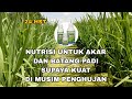 PUPUK -NUTRISI UNTUK AKAR DAN BATANG PADI SUPAYA KOKOH DI MUSIM PENGHUJAN #biomax #silika #biotis