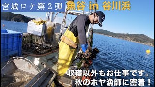 【魚谷ch.第33回】ホヤの産地、谷川浜へ！収穫以外のお仕事も覗いてみよう #お家で魚介を楽しもう #魚谷ch ＃魚 #家で魚介 #谷川浜 #ホヤ #ホヤ漁師 #ホヤの赤ちゃん #海鞘 #渥美貴幸