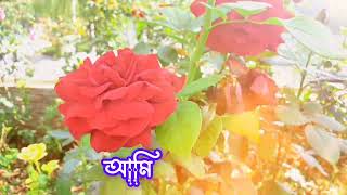 আজকে তো ৭ই ফেব্রুয়ারি হ্যাপি রোজ ডে  #joymondol120044 #foryou