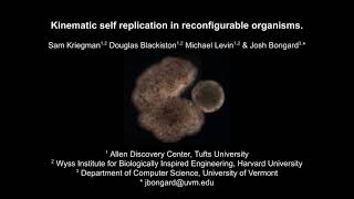 Kinematic self replication in xenobots.
