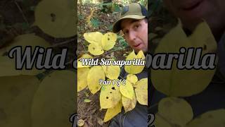 Wild Sarsaparilla: Foraging, Ecology \u0026 Uses ~ Wild Muskoka