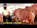 beautiful pure sahiwal cow 👍12 से 20 लीटर की गाय ✅ amaratsar khurd haryana 👌 cow farm talk sahiwal