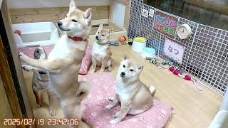 柴犬なつ！子育て生配信【生後163日】見ていて飽きない元気な子犬たち！笑