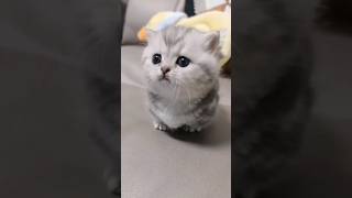 Cute baby kitten meow shorts...