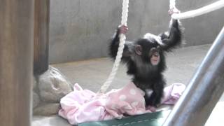 20120108 かみね動物園のチンパンジーの赤ちゃんのゴウちゃん