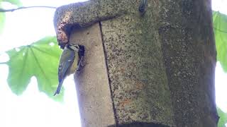 Blue Tits/ Blaumeisen/ Parus caeruleus