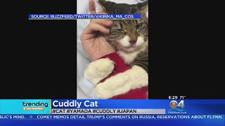 Trending: Super Cute Cuddling Cat