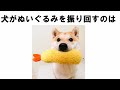 犬の可愛い雑学