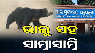 ଭାଲୁ ସହ ସାମ୍ନାସାମ୍ନି | Odisha Reporter