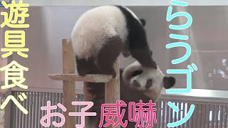 【楓浜🍁らうゴンから逃げ惑う📷10/7】良浜🍯威嚇！遊具嚙みちぎり！/飼育員さんに助けを求めるが…/赤ちゃんパンダ/アドベンチャーワールド/baby panda