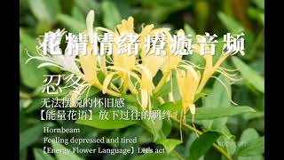 忍冬 花精情緒療癒音频 情绪舒缓音乐 治愈冥想音樂 巴赫频率 巴哈花精療法 身體振动療癒 缓解焦虑flower essences  Bach Flowers  therapy vibrational