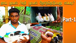 தாய் முயல் | கறி முயல் தேர்ந்தெடுப்பது எப்படி | Part -1