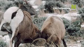 Hősies Yellowstone előzetes Viasat Nature