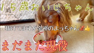 【老犬】ミニチュアダックス１５歳おじちゃんの食事風景！！