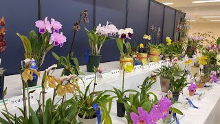 Orchid Exhibition in Sunshine City 2025 Award-winning flowers