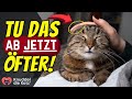 17 Dinge, die du ZU SELTEN für deine Katze tust