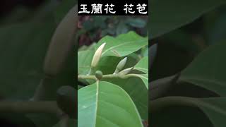 玉蘭花 花苞 盆栽