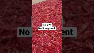 #NS279 #NANDHARISEEDS