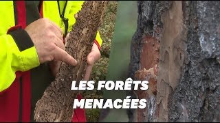 Un scarabée minuscule ravage les forêts allemandes