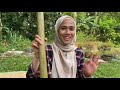 bakar lemang dengan bapak masuk hutan cari buluh