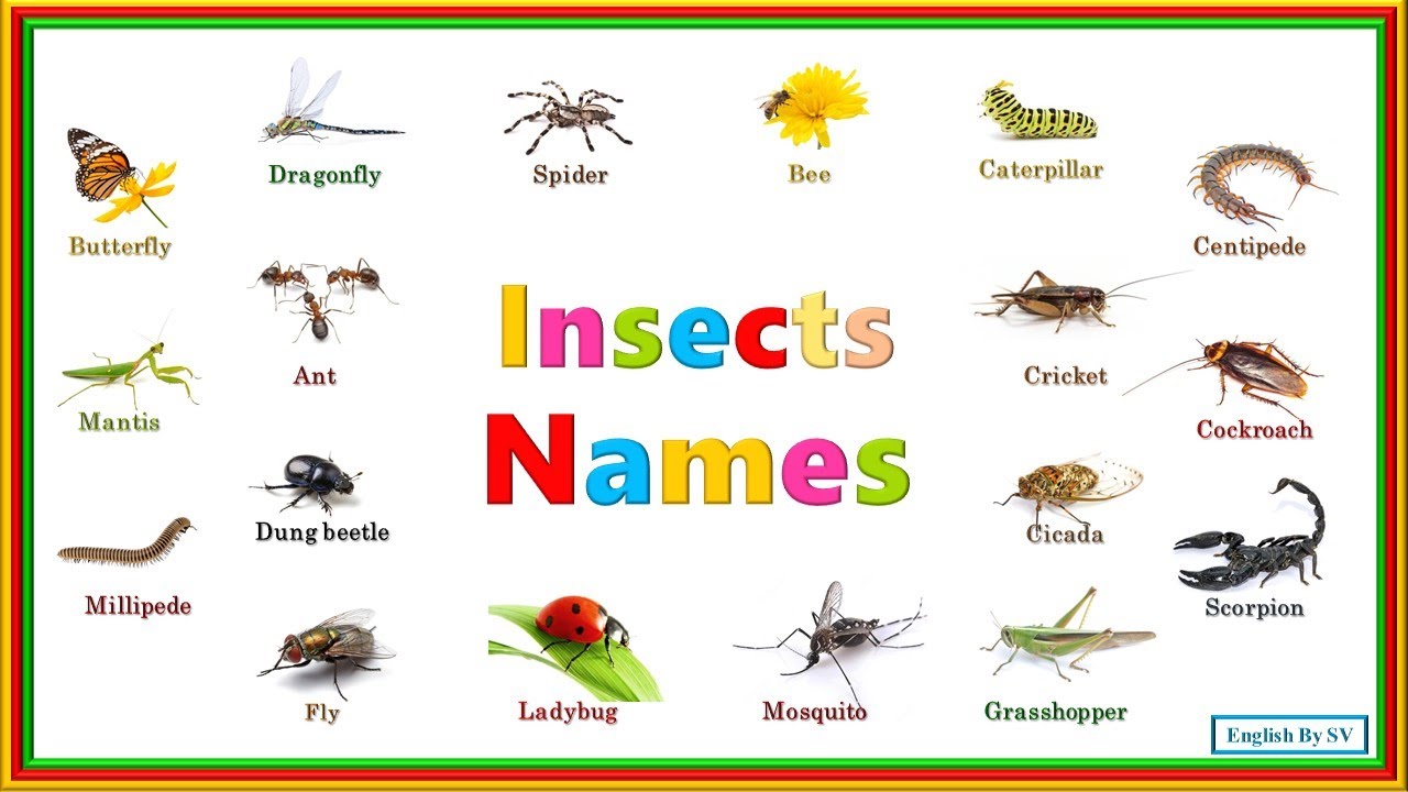 Name Of Insects | Insects Names In English | List Of Insects - YouTube