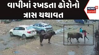 Vapi News : વાપીમાં રખડતા ઢોરોનો ત્રાસ યથાવત, શાંતિથી ચાલતા એક યુવકને ઢોરે શિંગડે ચઢાવ્યો | News18