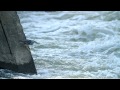 ♪鳥くんのi love bird 野鳥動画 埼玉県さいたま市荒川・saitama japan storated heron 無茶な体勢でオイカワを捕まえたササゴイ