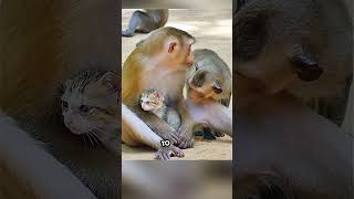 Monkey Comforts then Adopts Abandoned Kitten in Touching Moment! (watch till the end) #shorts