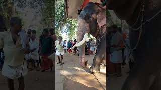 മച്ചാട് ധർമ്മൻ |Machad dharmman #keralaelephants #kunnamkulam #aanapremi #elephantstory #e4elephant