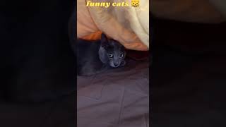 cat Hides 🤣🤣 #viralvideo #youtubeshorts #short #funnycatscompilation 🐱