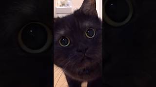 funny black cat #shorts