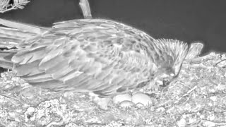 EGG NUMBER THREE for the Loch Arkaig Ospreys! Congratulations!  20 Apr 2024 (zoo