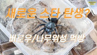 늦은 여름 버로우 / 나무위성 먹방영상!