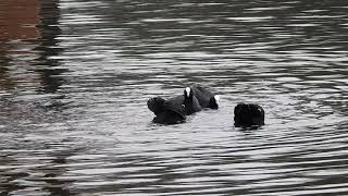 Four Coots fighting