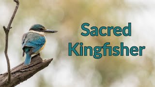 Bird Photography | Sacred kingfisher | Sony A1 and Sony 200-600mm lens