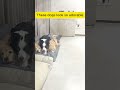 these 3 adorable dogs are getting ready to go to sleep doglovers golden dogowner pets dog