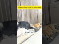 these 3 adorable dogs are getting ready to go to sleep doglovers golden dogowner pets dog