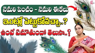 Ramaa Raavi - Dharma Sandehalu || నెమలి ఈకలు ఇంట్లో ఉంటే ఏమవుతుందో తెలుసా? || SumanTV Life