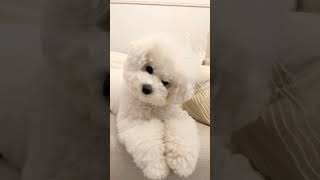 犬が反応する音🐶 #bichonfrise #ビションフリーゼ #ショート動画 #犬が反応する音