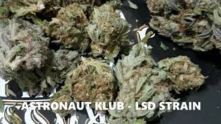 ASTRONAUT KLUB - LSD STRAIN