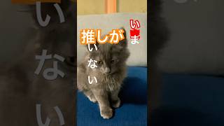 【猫動画】うちの子猫を推しにしない？#shorts