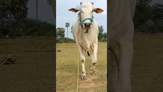 DNR bulls peddannapalem SARDAAR 2 teeth bull latest body transformation #dnrbulls#peddannapalem#bull