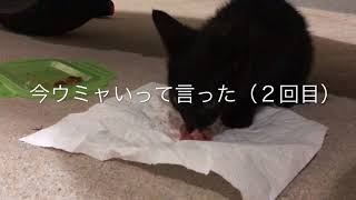 【猫の恩返し#2】豪雨で避難してきた子猫に餌あげたら、、、めっちゃ可愛かった( ^∀^)