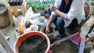 सीखे किचन वेस्ट से खाद बनाने का आसान तरीका - और भिन्डी गमलो में कैसे उगाये सीखे किचन वेस्ट से खाद बनाने का आसान तरीका - और भिन्डी गमलो में कैसे उगाये