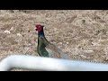 japanese pheasant male stalking a female キジ♂（野鳥）が♀を追跡