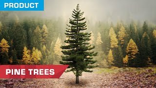 Download Mp3 Rekaman Stok Pohon Pinus Sekarang Tersedia | AksiVFX