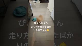 走り方を覚えたばかりのポメチワ赤ちゃん👶