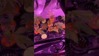 No nutrient grow in cloning tray