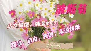 花語系列─波斯菊