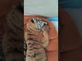 🐯🐯🐯sleeping tigercub tiger kitten foryou fpy cute kitty zoo adorable